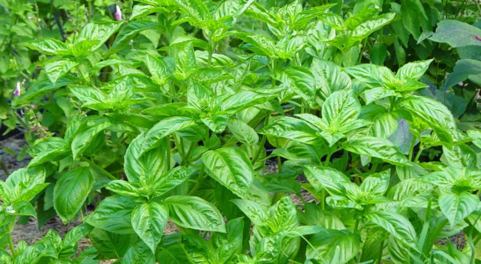Inilah 8 Tanaman Herbal yang Cocok Tumbuh sebagai Kebun Dapur yang
