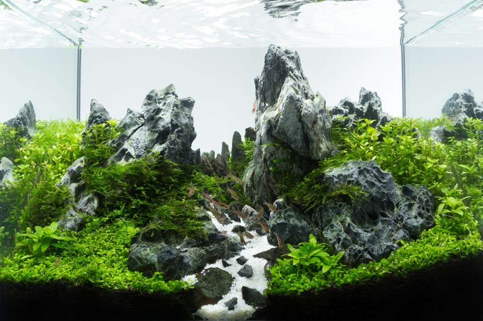 Punya Akuarium Besar Di Rumah Terapkan Salah Satu Style Aquascape