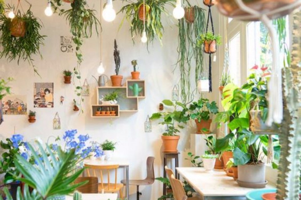 Berbagai Tanaman Yang Cocok Untuk Indoor Rumah Sebagai Dekorasi Di Dalam Hunianmu Furnizing