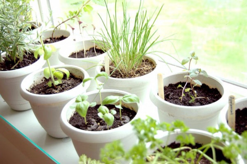 Inilah 8 Tanaman Herbal Yang Cocok Tumbuh Sebagai Kebun Dapur Yang Bermanfaat Untuk Kamu Dan Keluarga Furnizing