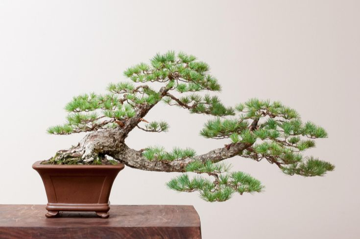 10-rekomendasi-tanaman-bonsai-untuk-memperindah-rumah-andaf6a44c24583e5dfb7f4cf72341411b1f.jpg